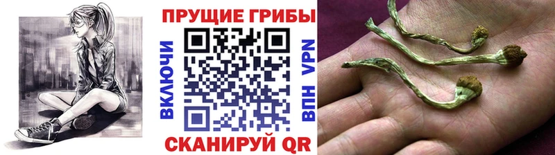 Купить закладки  Карталы  Галлюциногенные грибы Psilocybe 